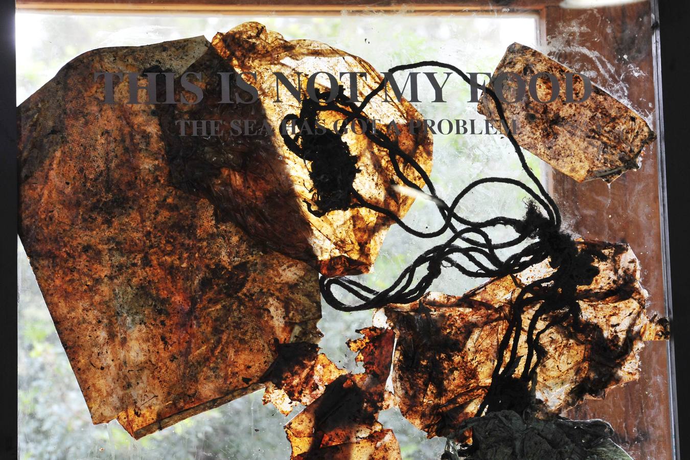 Medio Ambiente encapsula en unos paneles de metacrilato los 29 kilos de residuos que causaron la muerte a un cachalote