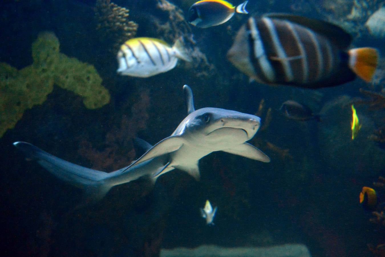El Acuario de la UMU descubre datos de la biología de corales y tiburones, amenazados por la sobrepesca y el cambio climático, con un seguimiento continuo en sus tanques