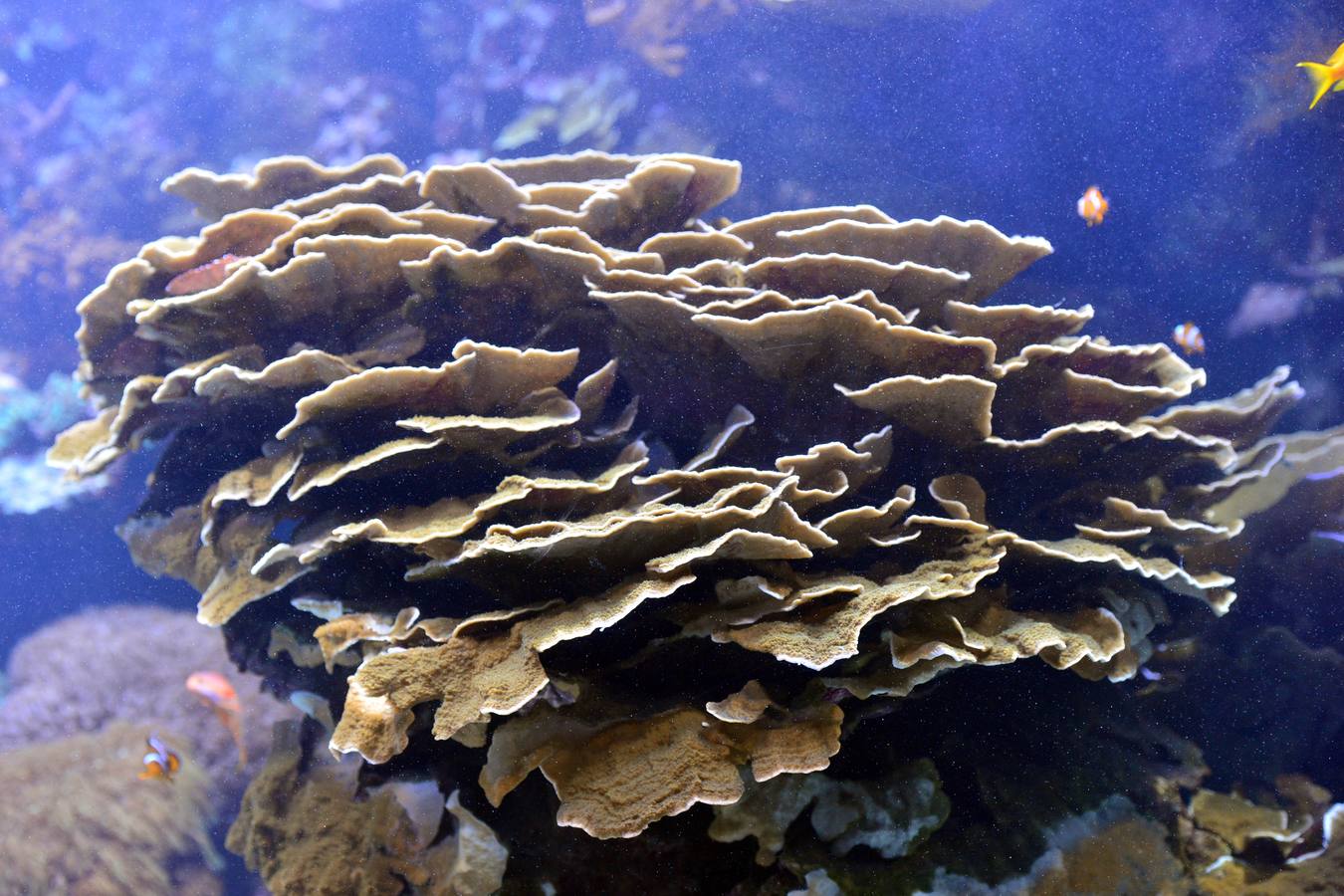 El Acuario de la UMU descubre datos de la biología de corales y tiburones, amenazados por la sobrepesca y el cambio climático, con un seguimiento continuo en sus tanques