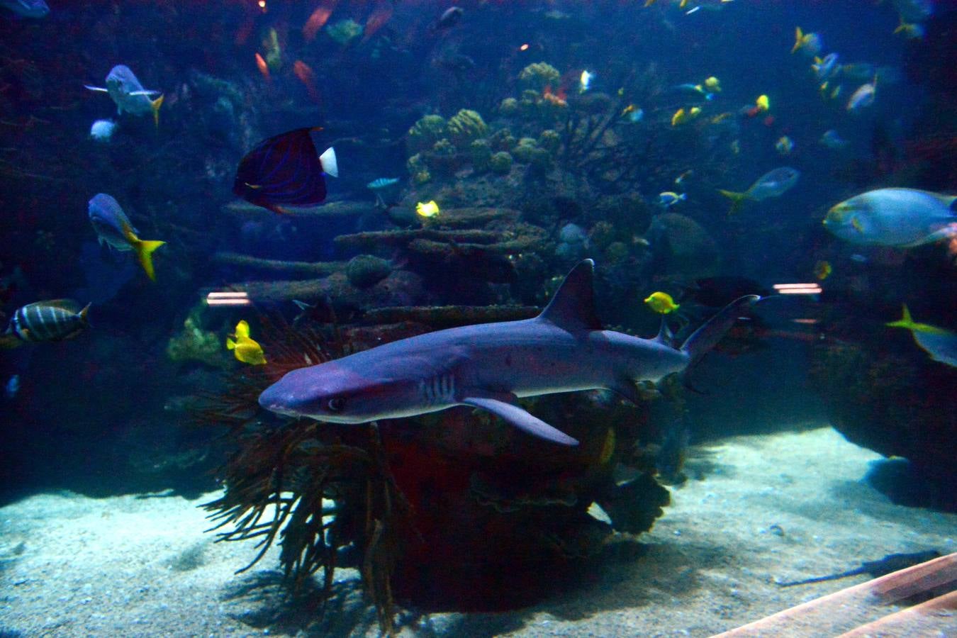 El Acuario de la UMU descubre datos de la biología de corales y tiburones, amenazados por la sobrepesca y el cambio climático, con un seguimiento continuo en sus tanques