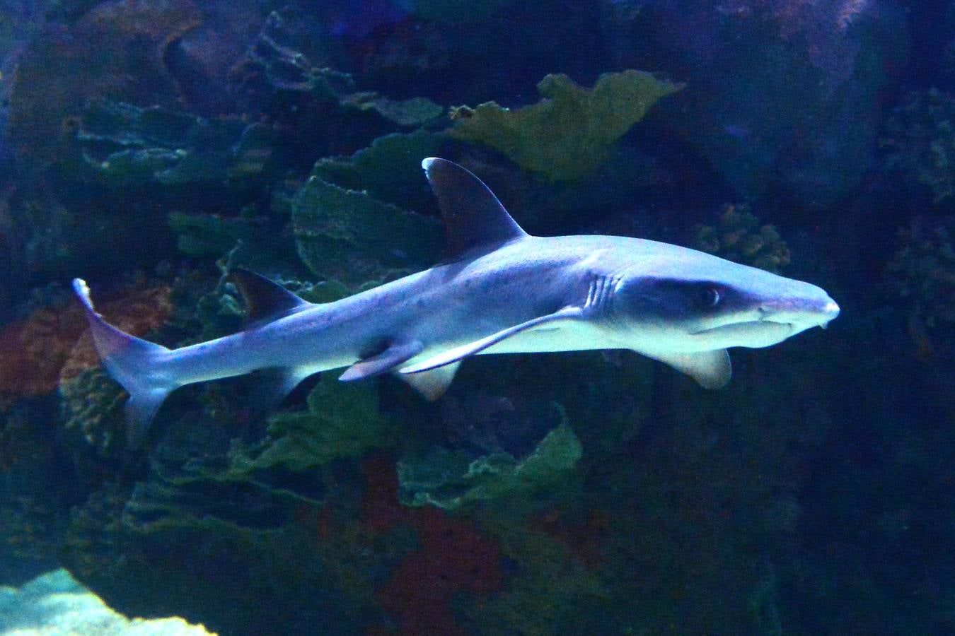 El Acuario de la UMU descubre datos de la biología de corales y tiburones, amenazados por la sobrepesca y el cambio climático, con un seguimiento continuo en sus tanques