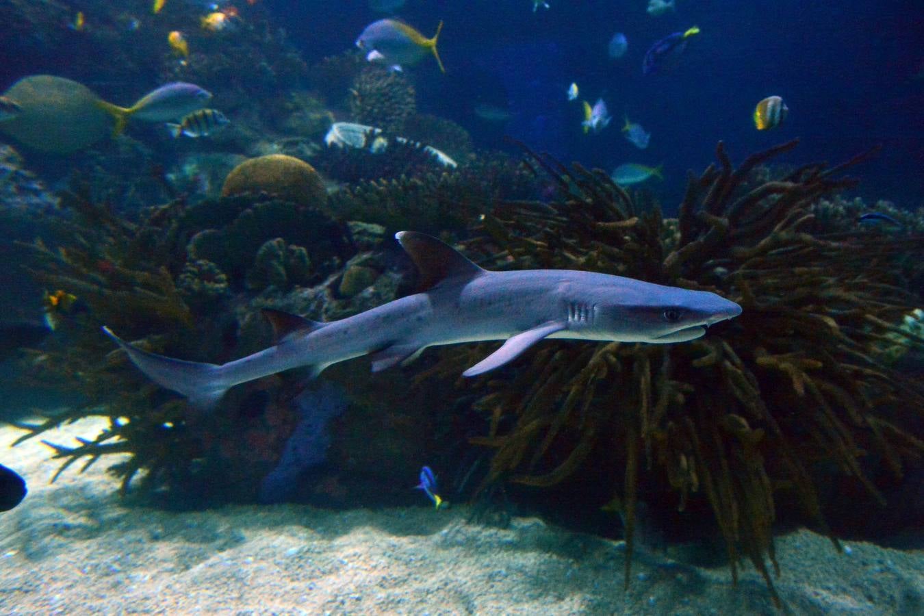El Acuario de la UMU descubre datos de la biología de corales y tiburones, amenazados por la sobrepesca y el cambio climático, con un seguimiento continuo en sus tanques