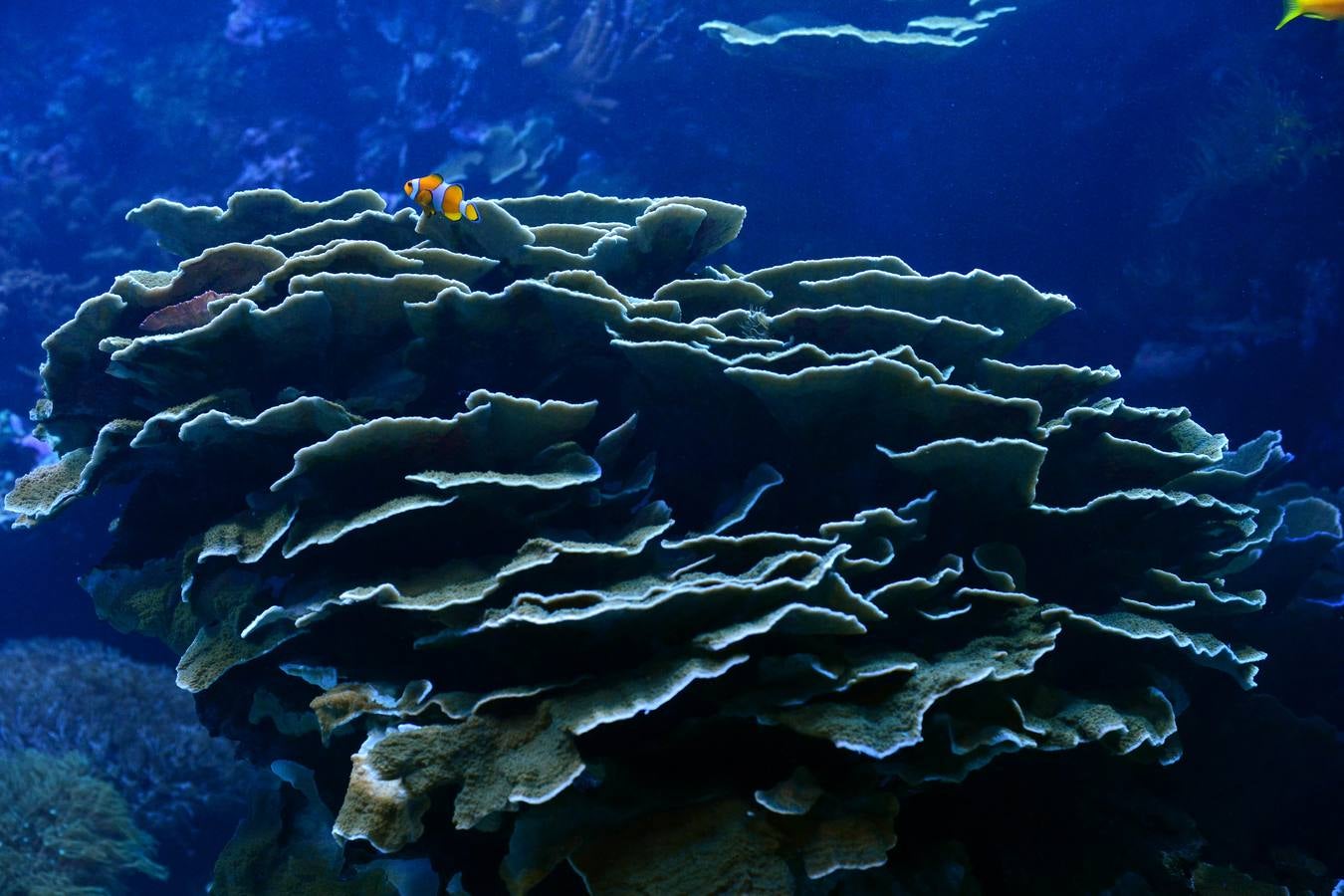 El Acuario de la UMU descubre datos de la biología de corales y tiburones, amenazados por la sobrepesca y el cambio climático, con un seguimiento continuo en sus tanques