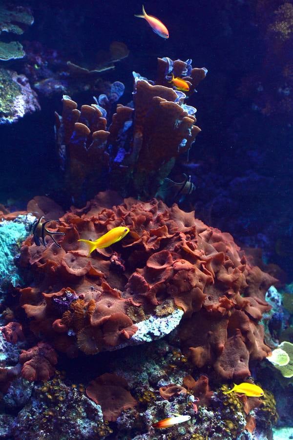 El Acuario de la UMU descubre datos de la biología de corales y tiburones, amenazados por la sobrepesca y el cambio climático, con un seguimiento continuo en sus tanques