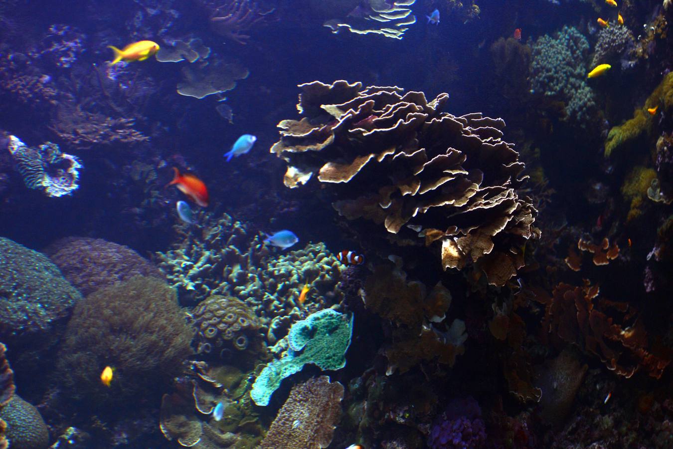 El Acuario de la UMU descubre datos de la biología de corales y tiburones, amenazados por la sobrepesca y el cambio climático, con un seguimiento continuo en sus tanques