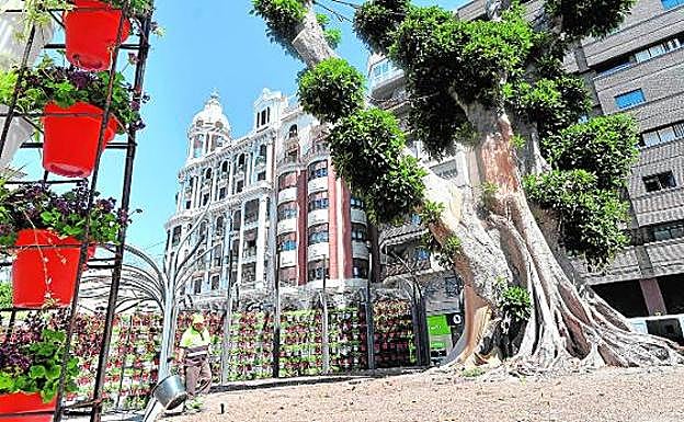 Panorámica de la plaza, ayer, en la que se aprecia que el ficus ha recobrado su vigor tras la poda. 