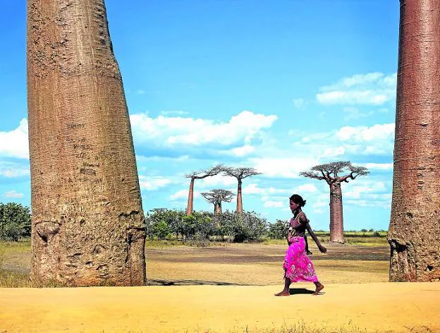 Los baobabs están considerados como árboles sagrados en África.