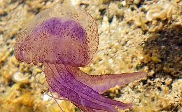 La app para saber si hay medusas en tu playa