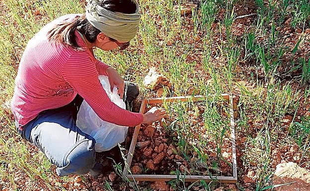 Toma de datos de biomasa e identificación de especies en Los Alhagüeces.