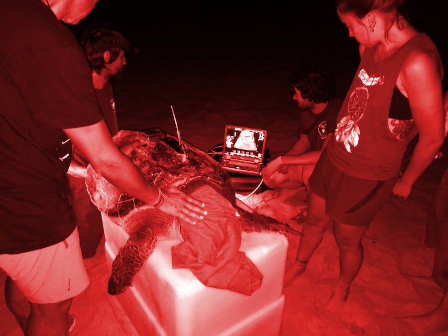 Un ejemplar de 'Caretta caretta' intenta depositar sus huevos en Cala Capitán (Orihuela)