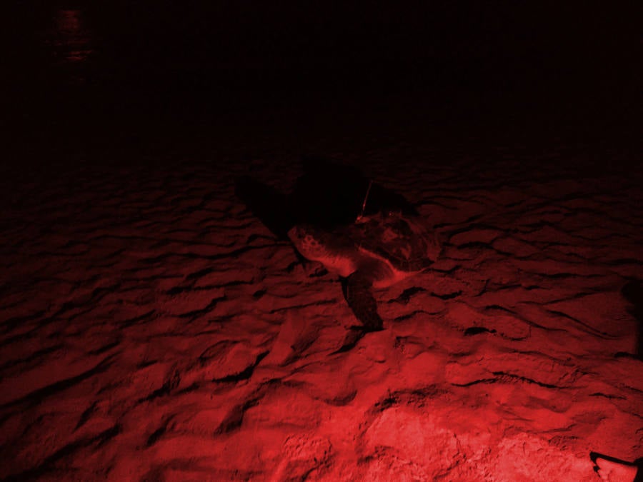 Un ejemplar de 'Caretta caretta' intenta depositar sus huevos en Cala Capitán (Orihuela)