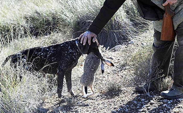 Un perro caza un conejo en una finca.