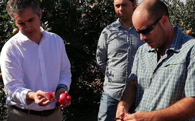 Visita del consejero de Agua, Agricultura, Ganadería y Pesca, Miguel Ángel del Amor, a una finca de El Jimenado (Torre Pacheco).