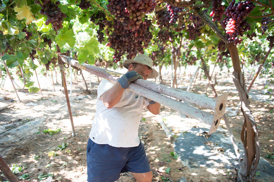 El consejero murciano de Agua, Agricultura, Ganadería y Pesca, Miguel Ángel del Amor, visita en Aledo la zona de parrales de uva de mesa dañados por las recientes tormentas de granizo.