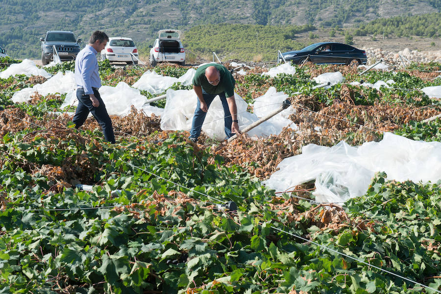 El consejero murciano de Agua, Agricultura, Ganadería y Pesca, Miguel Ángel del Amor, visita en Aledo la zona de parrales de uva de mesa dañados por las recientes tormentas de granizo.