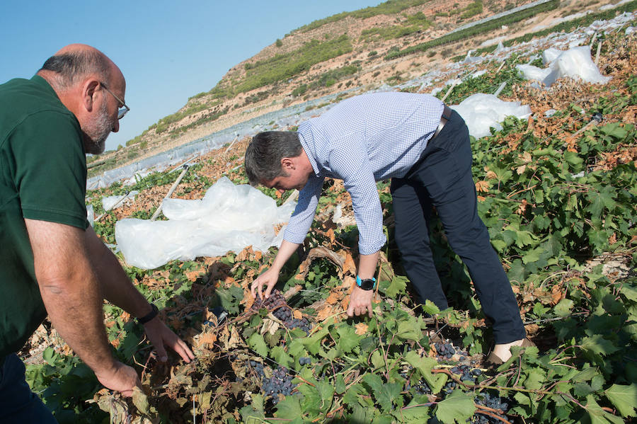 El consejero murciano de Agua, Agricultura, Ganadería y Pesca, Miguel Ángel del Amor, visita en Aledo la zona de parrales de uva de mesa dañados por las recientes tormentas de granizo.