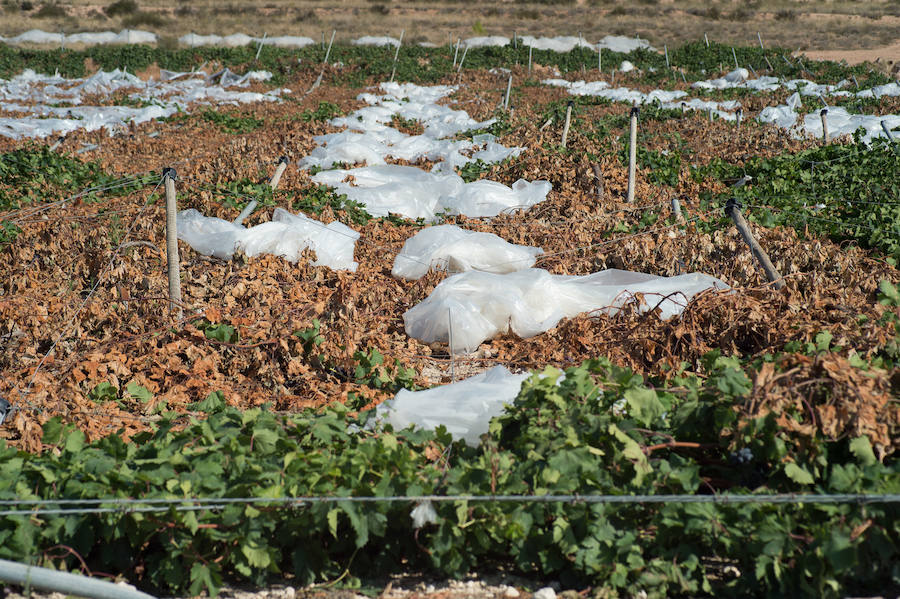 El consejero murciano de Agua, Agricultura, Ganadería y Pesca, Miguel Ángel del Amor, visita en Aledo la zona de parrales de uva de mesa dañados por las recientes tormentas de granizo.