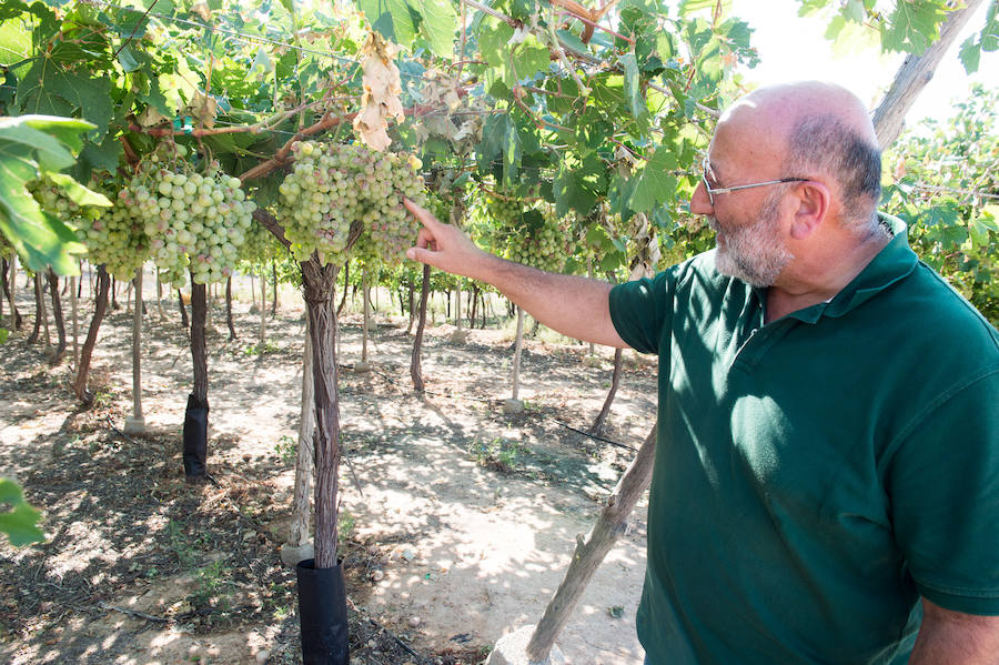 El consejero murciano de Agua, Agricultura, Ganadería y Pesca, Miguel Ángel del Amor, visita en Aledo la zona de parrales de uva de mesa dañados por las recientes tormentas de granizo.