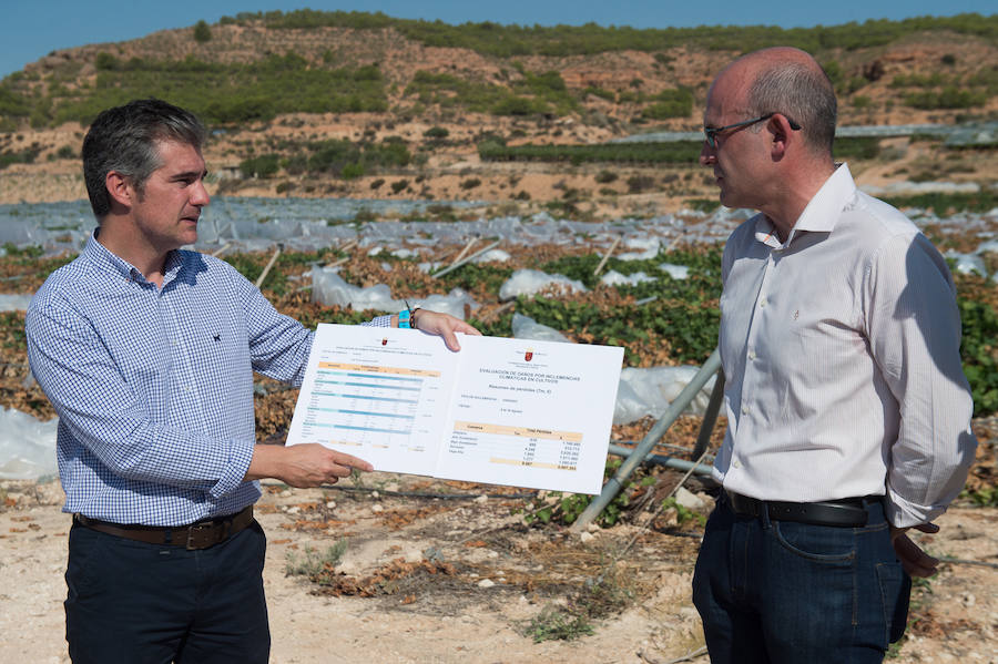 El consejero murciano de Agua, Agricultura, Ganadería y Pesca, Miguel Ángel del Amor, visita en Aledo la zona de parrales de uva de mesa dañados por las recientes tormentas de granizo.