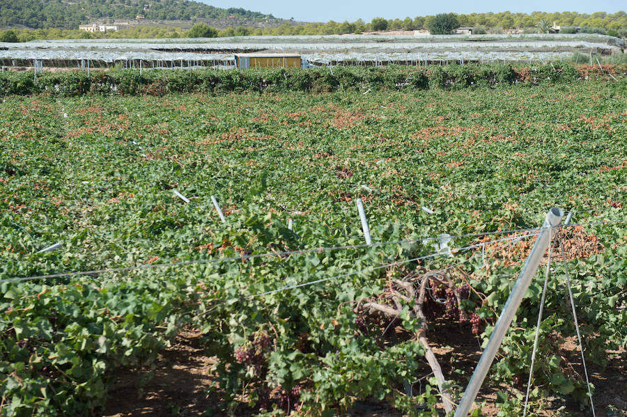 El consejero murciano de Agua, Agricultura, Ganadería y Pesca, Miguel Ángel del Amor, visita en Aledo la zona de parrales de uva de mesa dañados por las recientes tormentas de granizo.