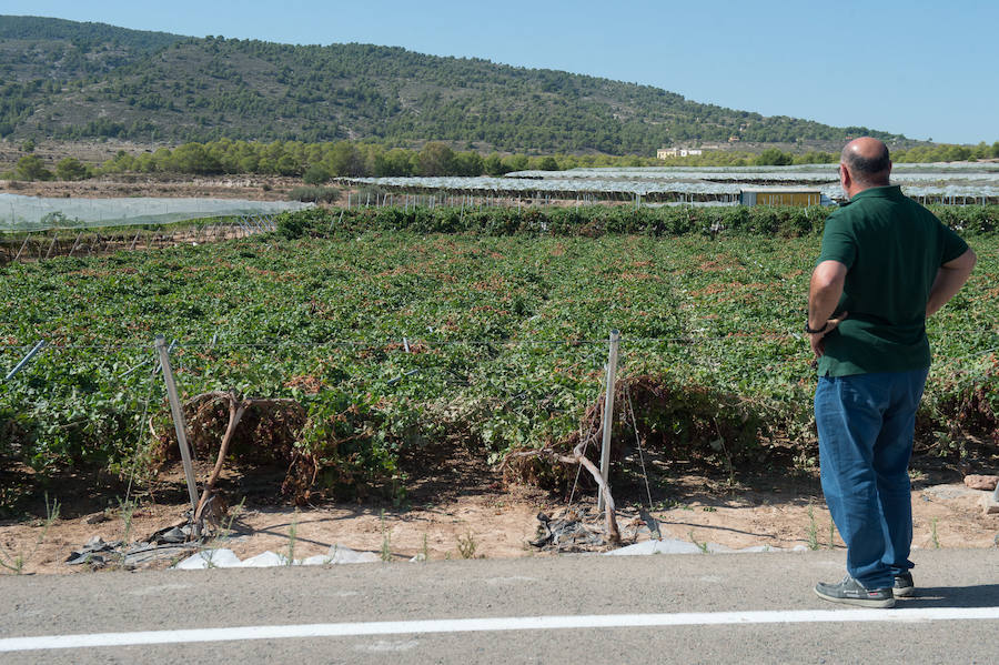 El consejero murciano de Agua, Agricultura, Ganadería y Pesca, Miguel Ángel del Amor, visita en Aledo la zona de parrales de uva de mesa dañados por las recientes tormentas de granizo.