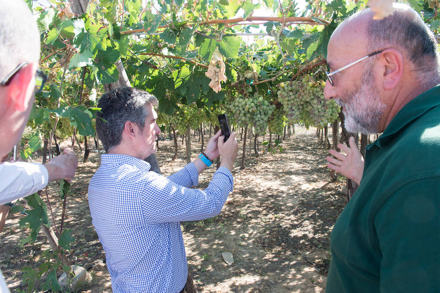 El consejero murciano de Agua, Agricultura, Ganadería y Pesca, Miguel Ángel del Amor, visita en Aledo la zona de parrales de uva de mesa dañados por las recientes tormentas de granizo.