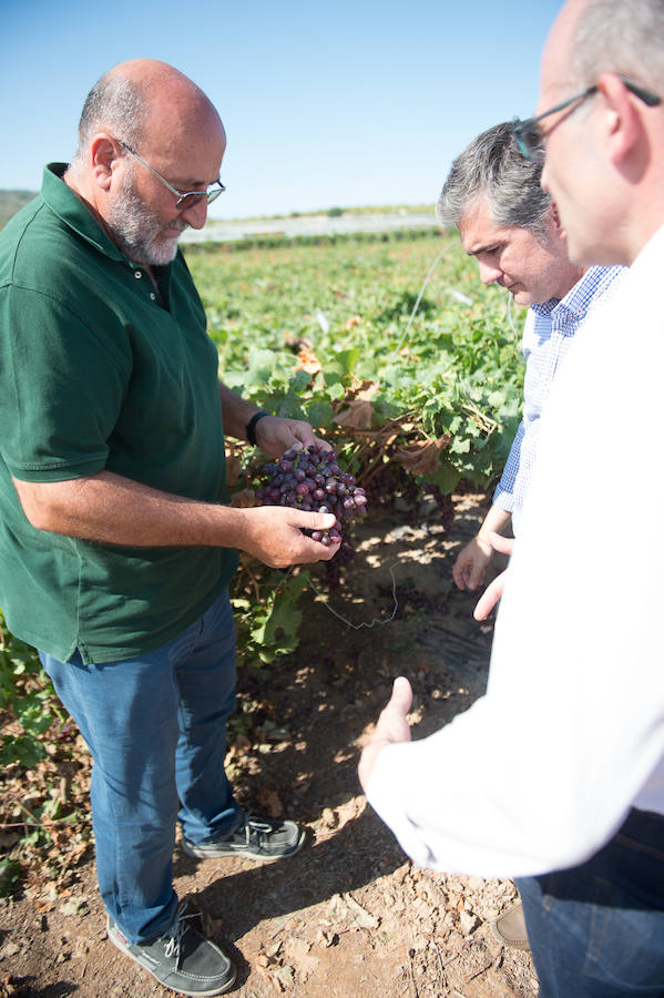 El consejero murciano de Agua, Agricultura, Ganadería y Pesca, Miguel Ángel del Amor, visita en Aledo la zona de parrales de uva de mesa dañados por las recientes tormentas de granizo.