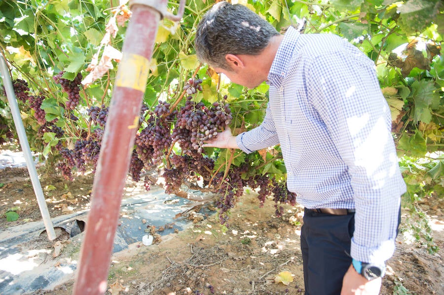 El consejero murciano de Agua, Agricultura, Ganadería y Pesca, Miguel Ángel del Amor, visita en Aledo la zona de parrales de uva de mesa dañados por las recientes tormentas de granizo.