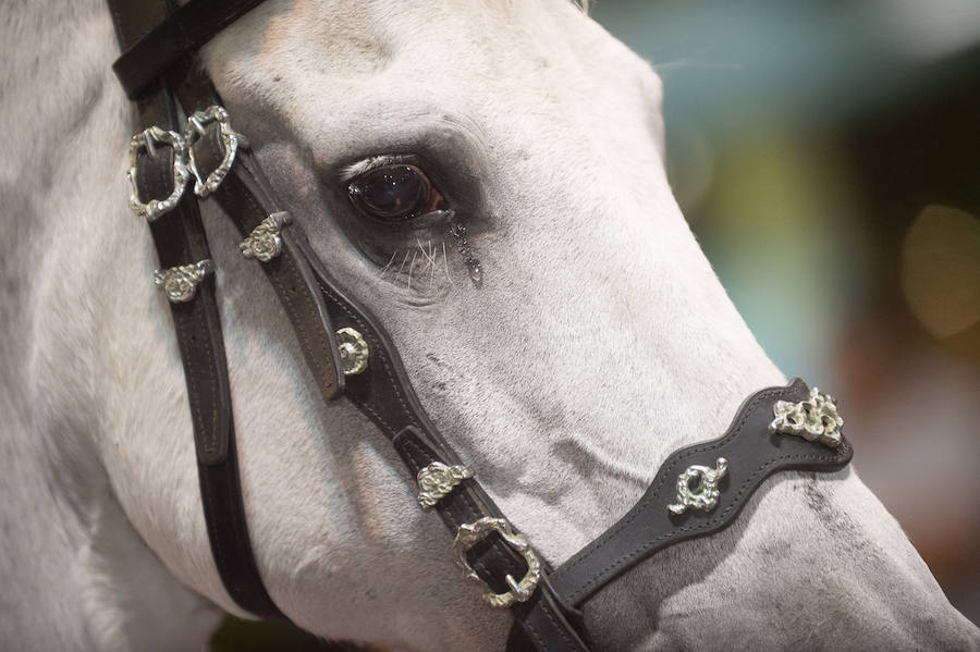 Este año, como novedad, el bando moro, encabezado por el rey Aben Hud, abre el desfile