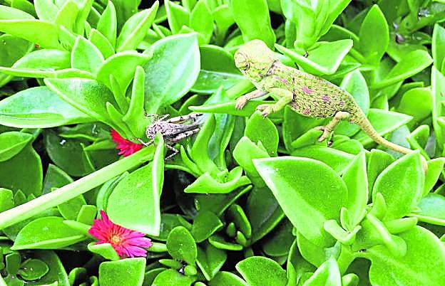 Los camaleones empiezan a salir del cascarón