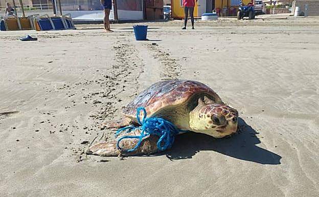 La tortuga boba varada en La Manga con una malla de plástico liada en una aleta.