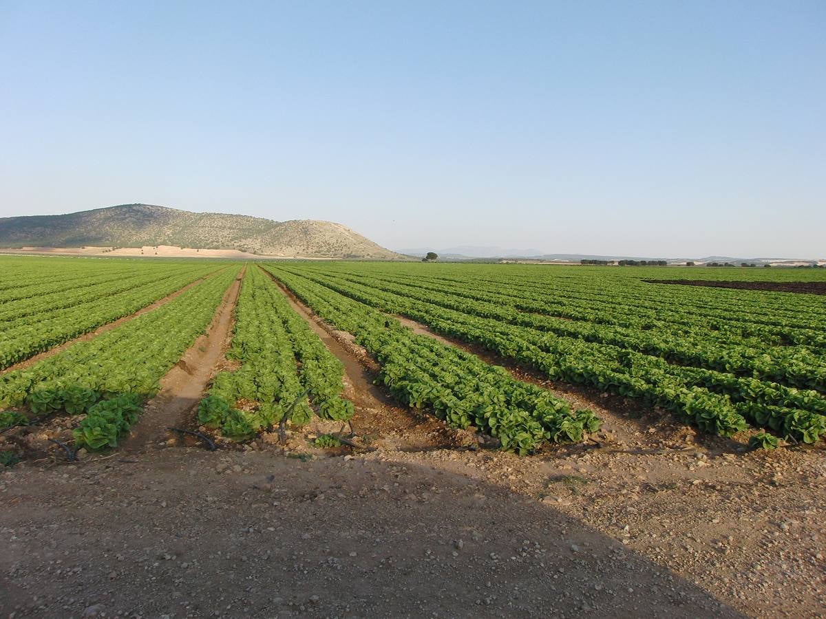 Los regantes tradicionales denuncian la transformación ilegal de fincas de secano en Caravaca de la Cruz y Moratalla y el expolio de los acuíferos.