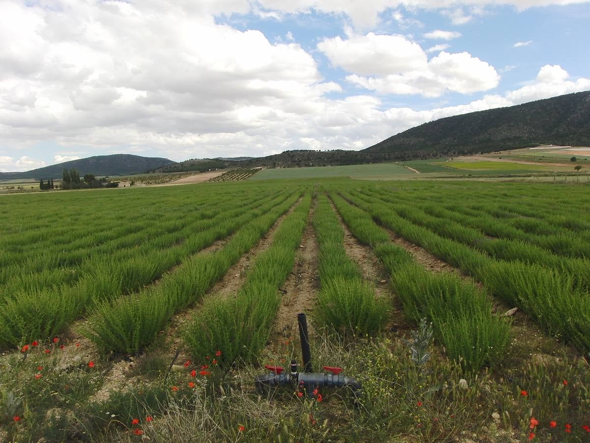 Los regantes tradicionales denuncian la transformación ilegal de fincas de secano en Caravaca de la Cruz y Moratalla y el expolio de los acuíferos.