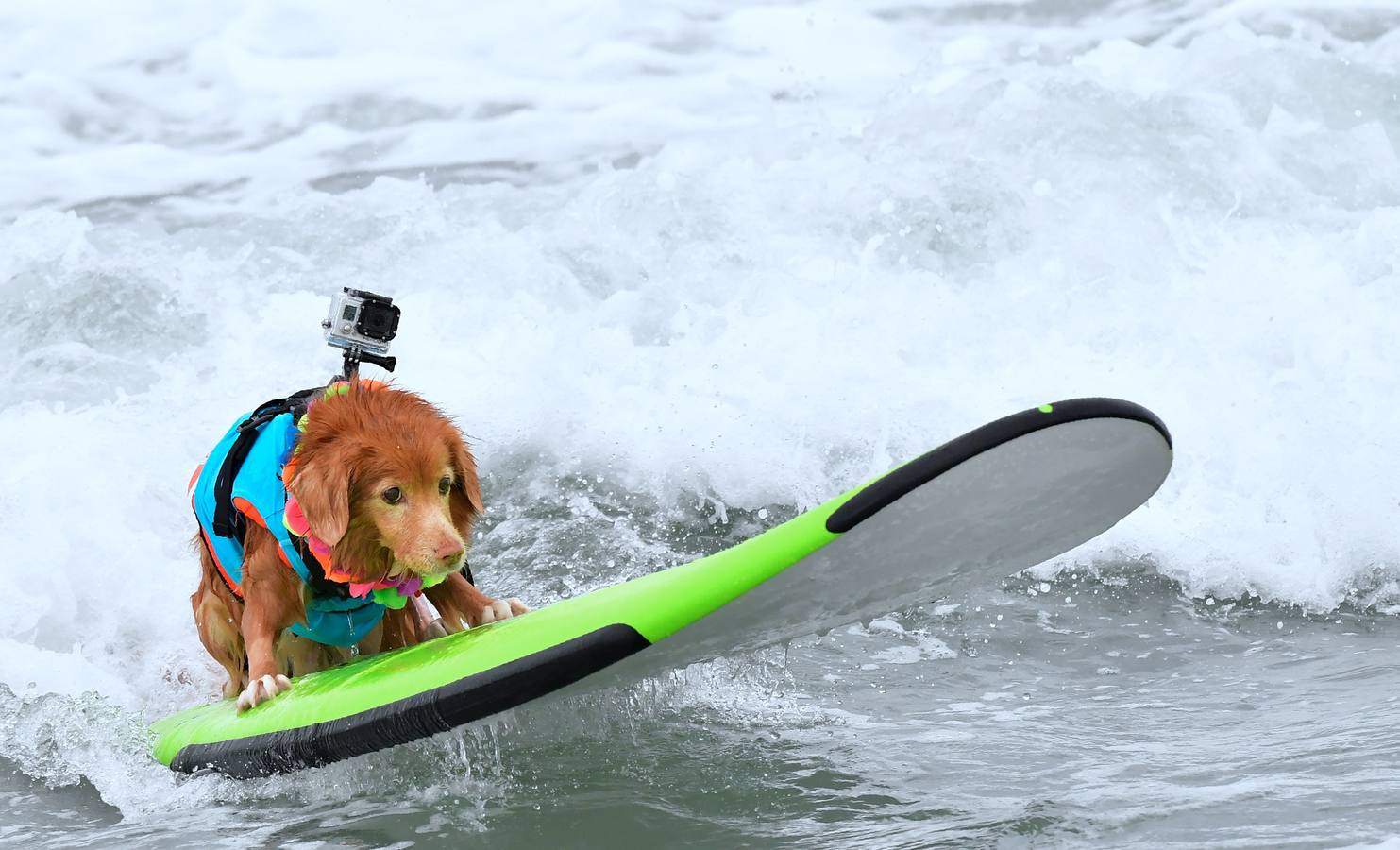 Perros surfistas participan en la competición Surf City Dog Surfing celebrada en Huntington Beach, California.