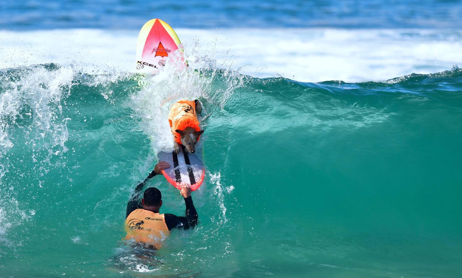 Perros surfistas participan en la competición Surf City Dog Surfing celebrada en Huntington Beach, California.