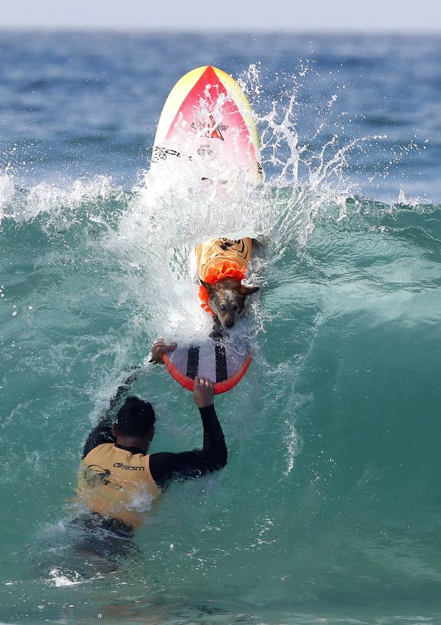 Perros surfistas participan en la competición Surf City Dog Surfing celebrada en Huntington Beach, California.