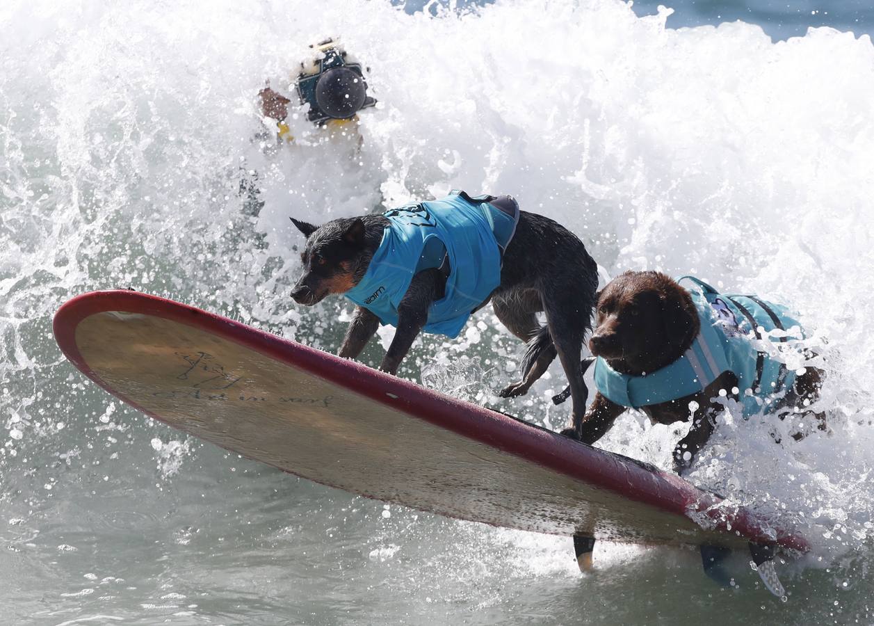 Perros surfistas participan en la competición Surf City Dog Surfing celebrada en Huntington Beach, California.