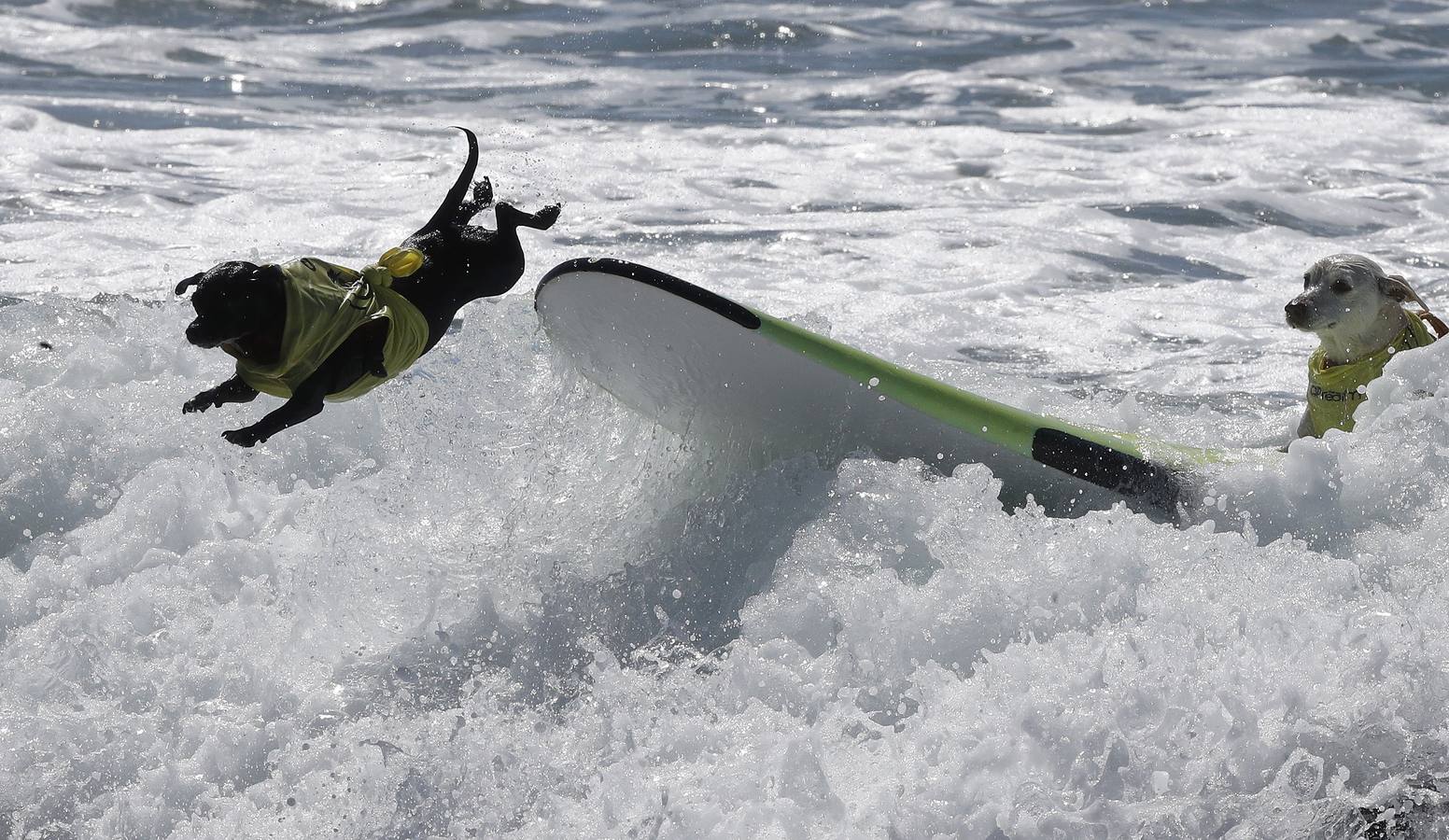 Perros surfistas participan en la competición Surf City Dog Surfing celebrada en Huntington Beach, California.