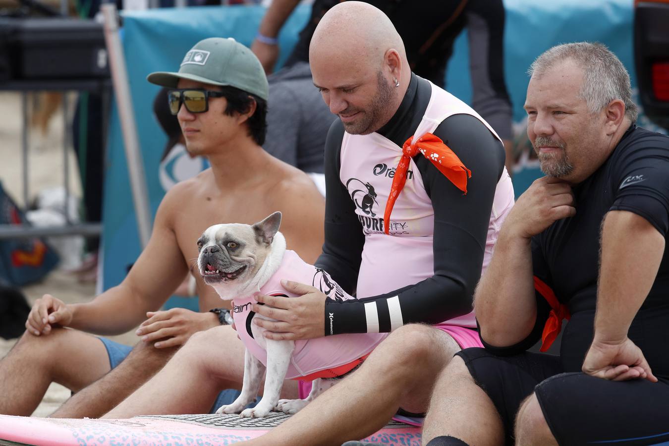 Perros surfistas participan en la competición Surf City Dog Surfing celebrada en Huntington Beach, California.
