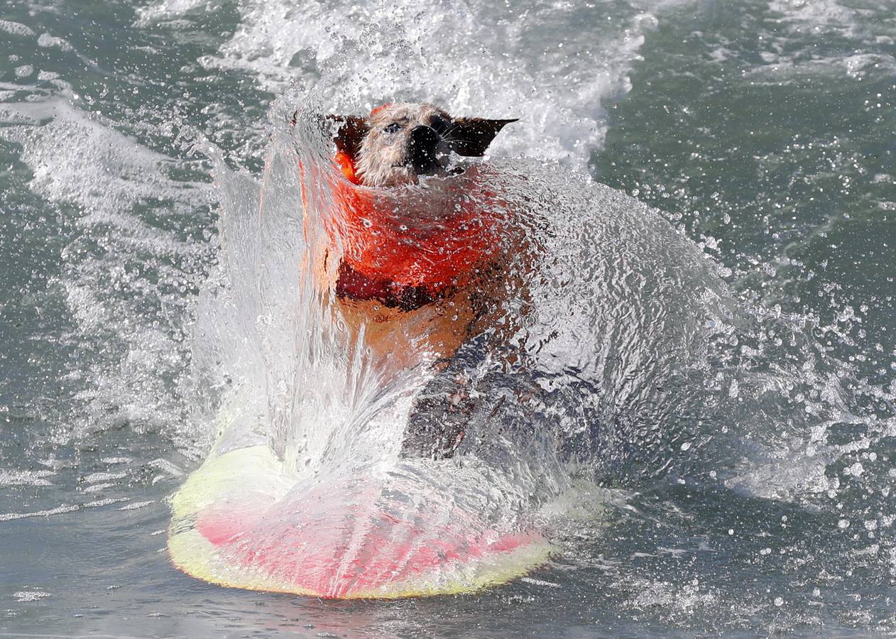 Perros surfistas participan en la competición Surf City Dog Surfing celebrada en Huntington Beach, California.