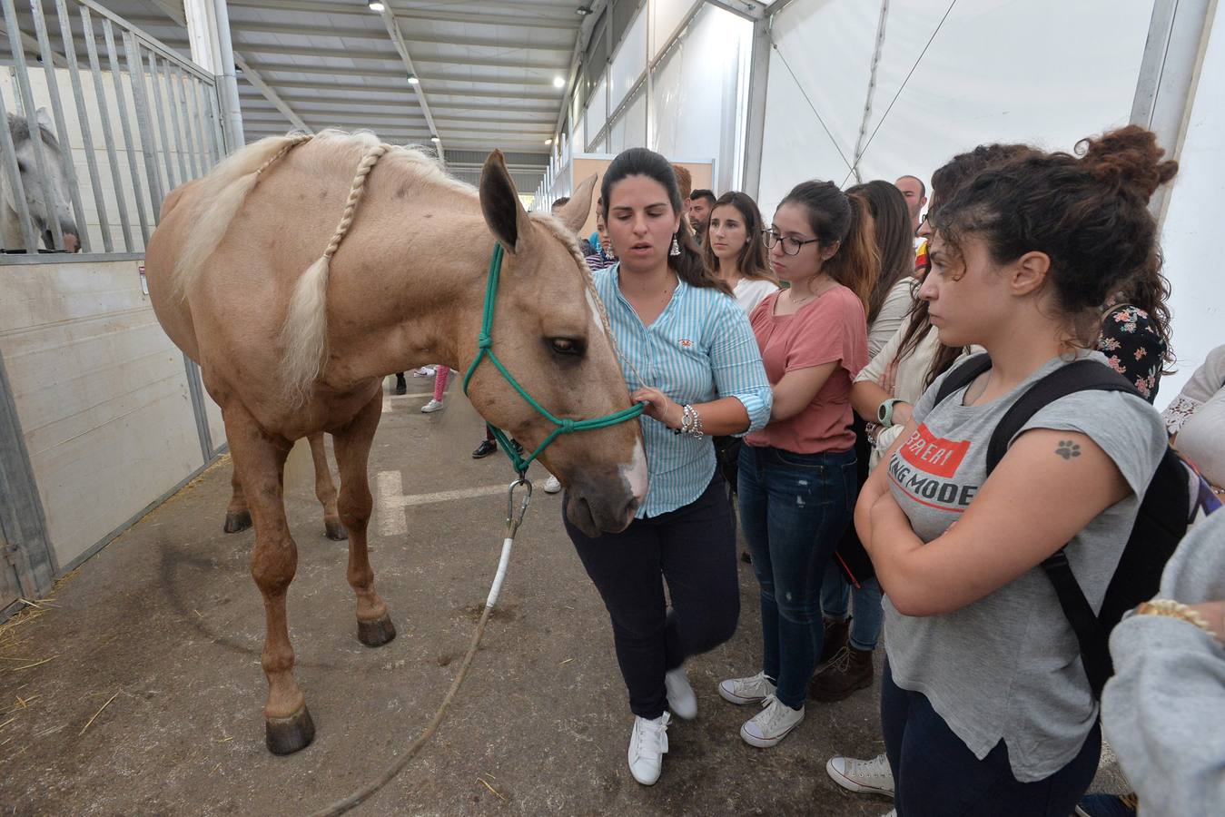 Unas 25.000 personas presenciarán hasta el domingo los concursos de alta escuela en los que participan unos 250 ejemplares