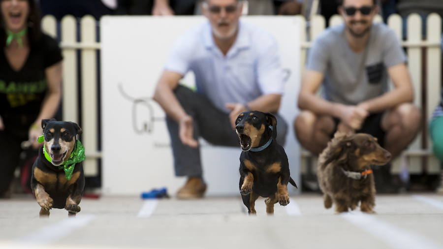 El evento es parte de las celebraciones del Oktoberfest de Melbourne, inspiradas en el tradicional festival bávaro de Alemania.