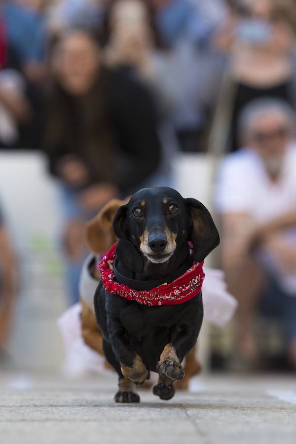 El evento es parte de las celebraciones del Oktoberfest de Melbourne, inspiradas en el tradicional festival bávaro de Alemania.