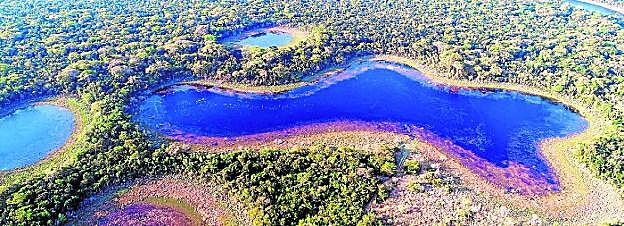 Vista aérea de un bosque subtropical de Paraguay. 