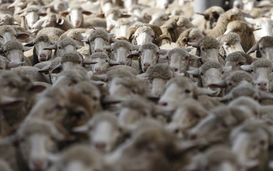 Este evento cumple 25 años desde que fue recuperada por el Ayuntamiento de Madrid y 600 de la Concordia entre los Hombres buenos de la Mesta y el Concejo de la Villa.