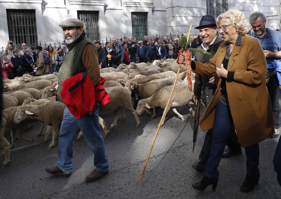 Este evento cumple 25 años desde que fue recuperada por el Ayuntamiento de Madrid y 600 de la Concordia entre los Hombres buenos de la Mesta y el Concejo de la Villa.