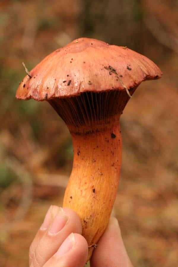 ‘Croogomphus rutilus’. Pie de perdiz. Muy frecuente en nuestros pinares. Se consume, pero es muy poco popular. Al cocinarla, su carne se vuelve violeta, dando un colorido excepcional a los platos.