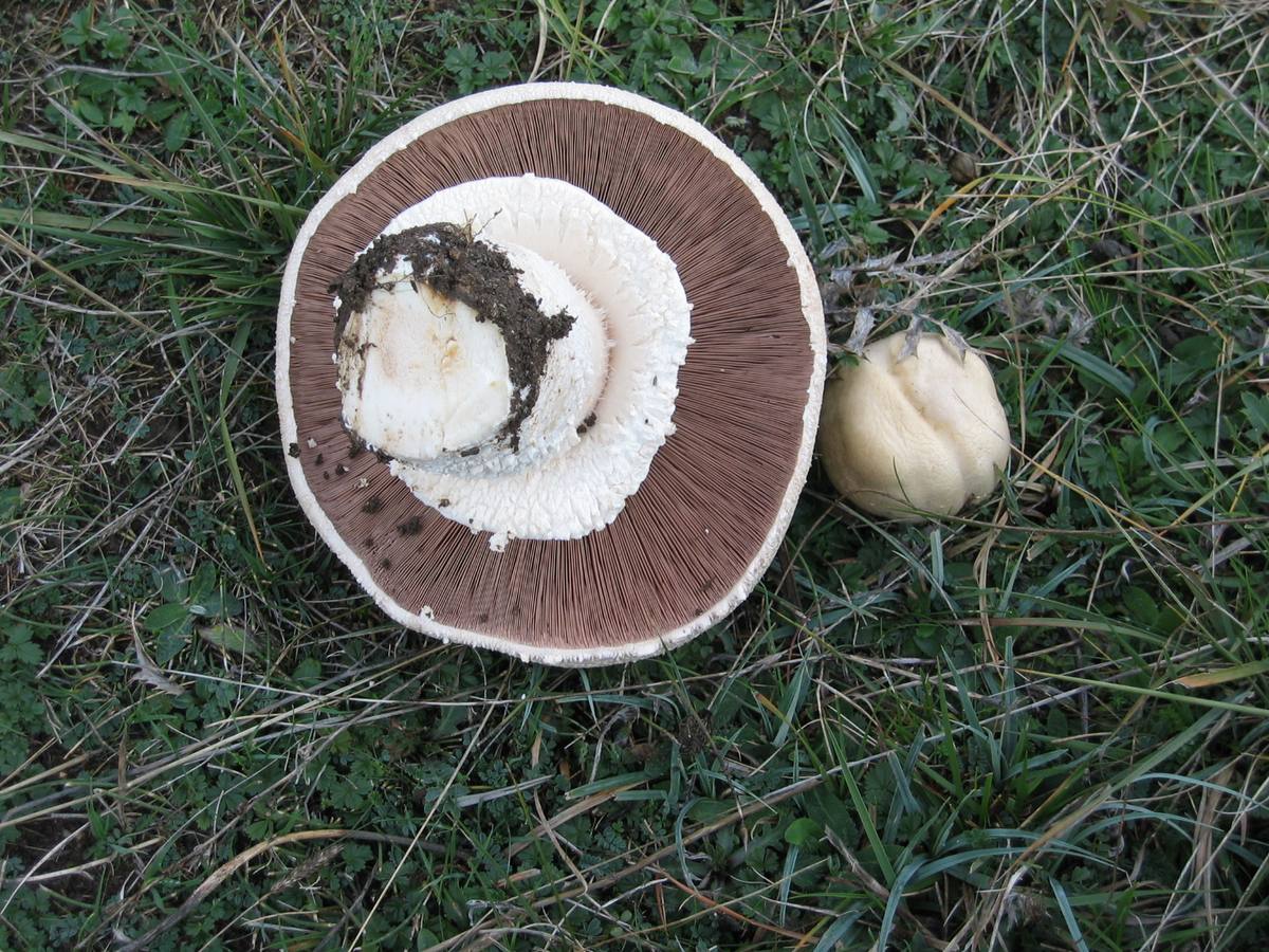 ‘Argaricus arvensis’. Champiñón silvestre, bola de nieve. Es un hongo saprófito de praderas. Excelente comestible. Existe el riesgo de confundirlo con amanitas mortales o champiñones tóxicos.