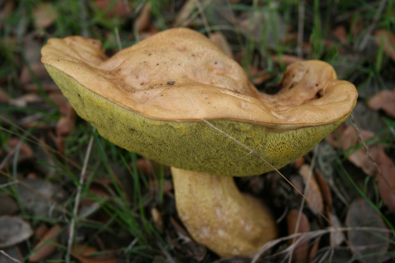 ‘Suillus collinitus’. Bojín, esponja. Hongos micorrícicos de pinos. Son comestibles desechando el pie y la cutícula (piel del sombrero), ya que son laxantes. Muy frecuentes en nuestros bosques de pinos.