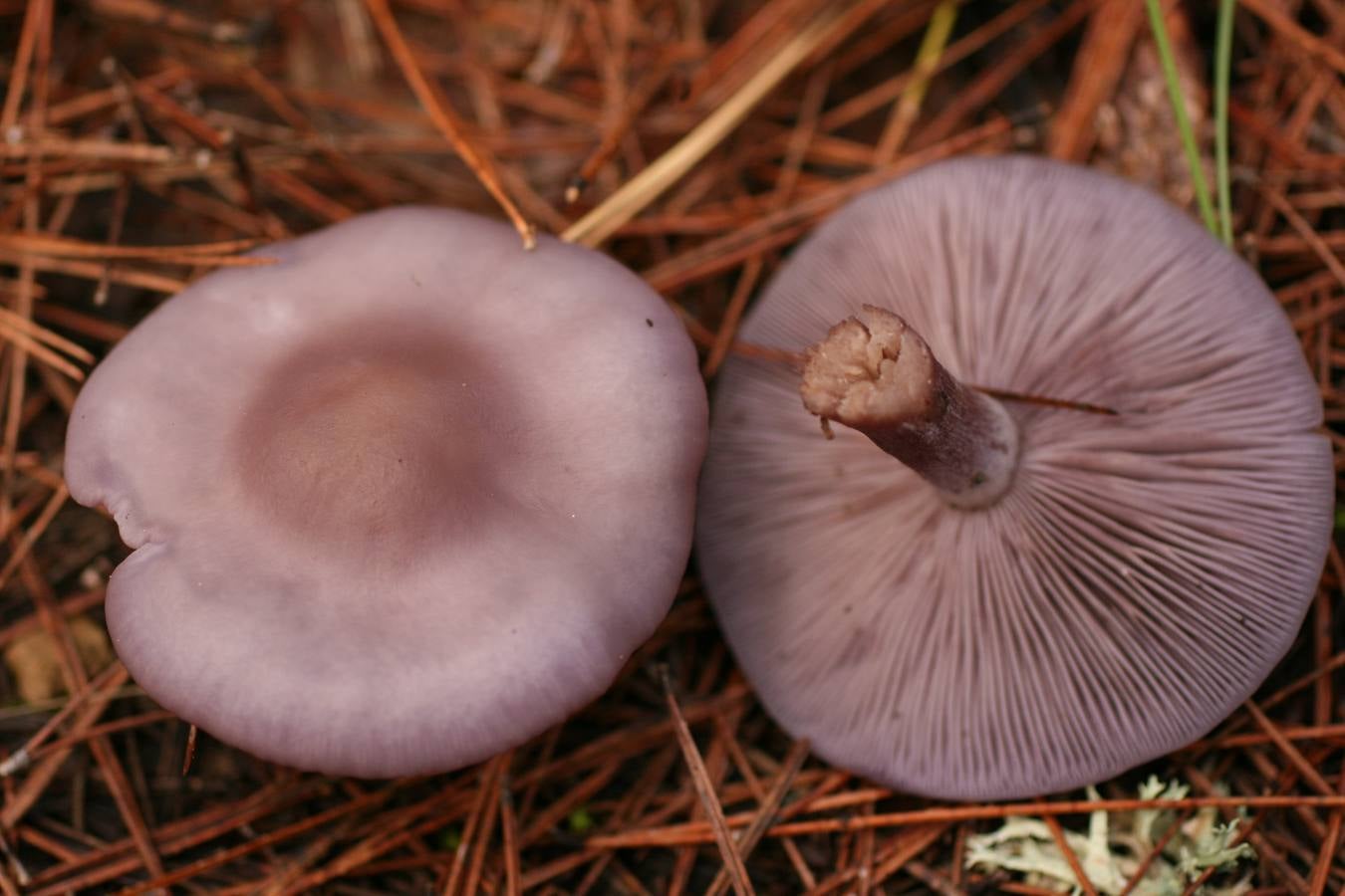 ‘Lepista nuda’. Pie azul. Saprófita de claros de bosque o praderas, formadora de corros de bruja y excelente comestible. Se puede confundir con cortinarios violáceos tóxicos.
